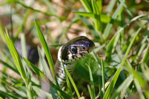 Many have reservations about snakes but I find them cute too