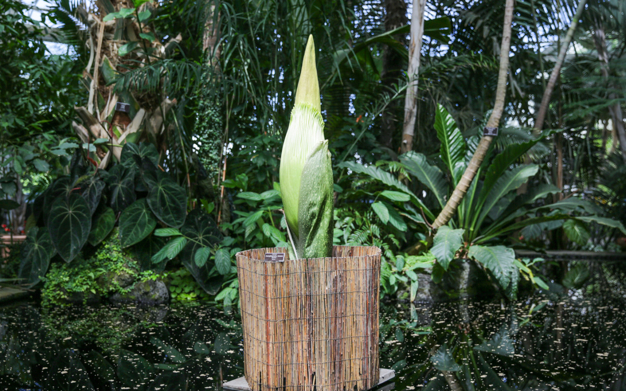 nybg:  For the first time in nearly 80 years, NYBG has a corpse flower on display!