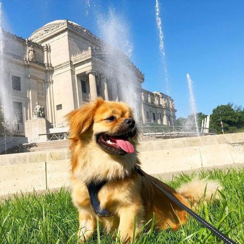 Nothing beats these dog days of summer, like some good puppers on our Plaza! Post your doggos, floof