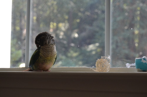 nestregards:preen bean at the windowLovely!