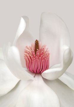 Magnolia