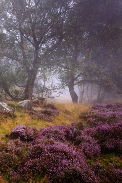 heaven-ly-mind:  Purple Gorge  