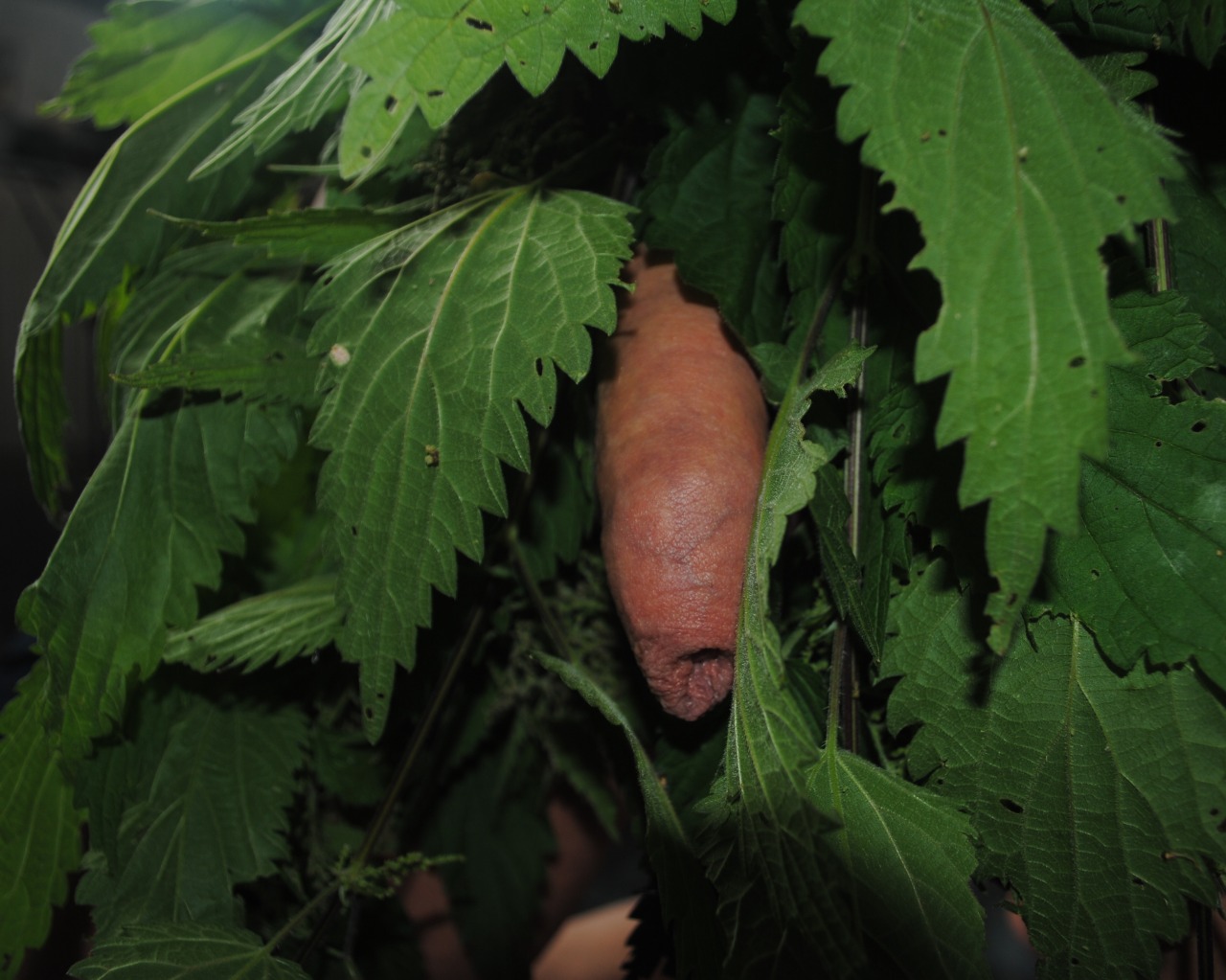 How do you like my nettle skirt?