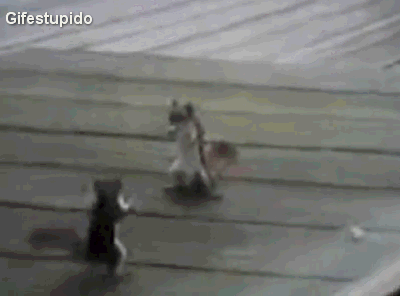 futubandera:  Flawless victory! 