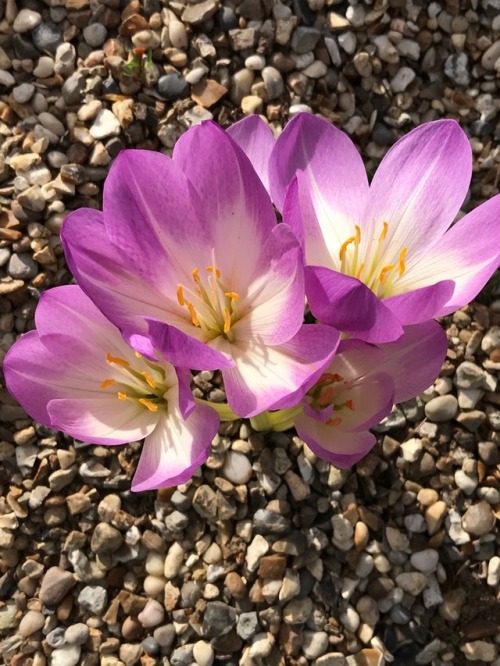 jillraggett:Plant of the DaySaturday 29 September 2018The species Colchicum speciosum grows wild in 