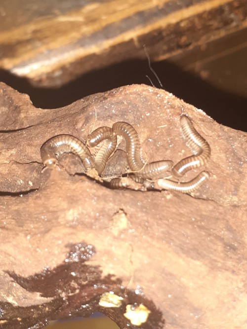 Bug Photo Dump
