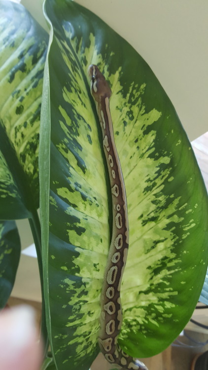 fandomsneks: Being on a leaf. 