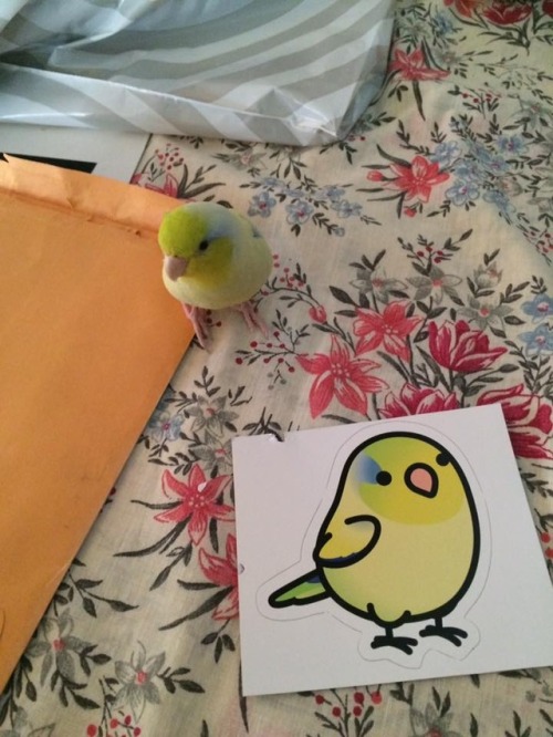 farintia:birdhism:Customer &amp; Bird-friend Appreciation PostAwww