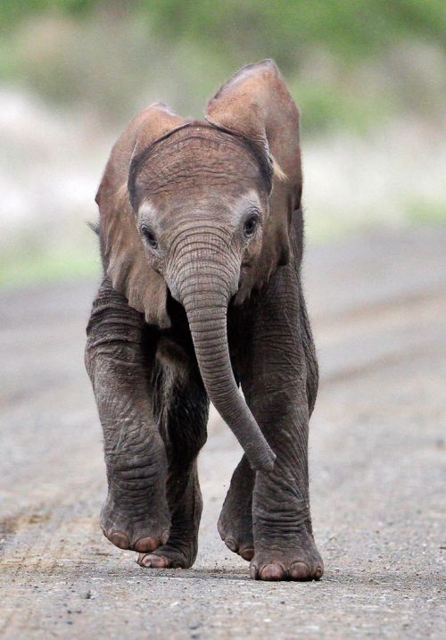 Elephant Calf