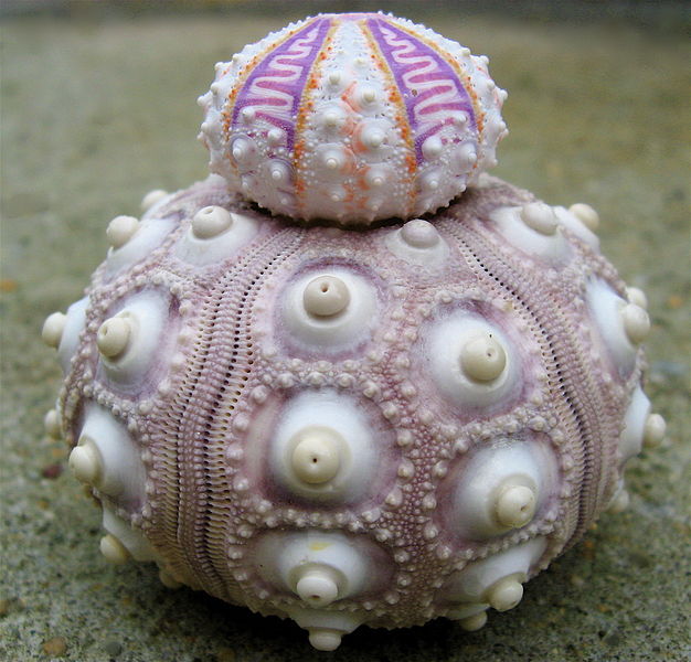 stuffontheoceanfloor:
“ You’re tellin’ me this isn’t some kinda alien?
“The little sea urchin on top is quite unusual. It was discovered by a research vessel near New Caledonia at a depth of 1000 ft.”
Photo by Steve Jurvetson
”