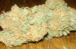 weedandothertrees:  Blue dream 