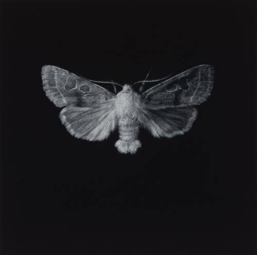 maedior:Moths by artist Sarah Gillespie (SOURCE)