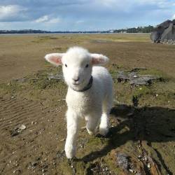 awwww-cute:  A Friends New Baby Lamb (Source: