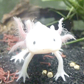 Axolotl Minecraft Explore Tumblr Posts And Blogs Tumgir