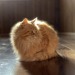 picturetakingguy:Puffball 