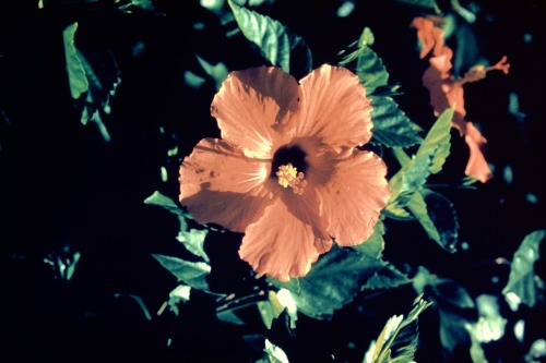 “Hibiscus” from a purchased Pilgrim Color Slide  