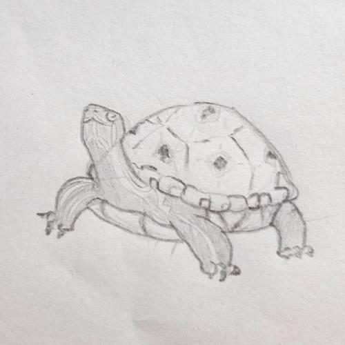 RACCOON#instart #tortoise #tortuga #tartaruga #pencil #lápiz #animals