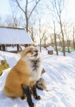 everythingfox:  Winter breeze ❄