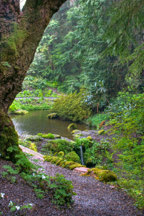 tulipnight:Hail and Rain at Bloedel Reserve by Jodi Tripp