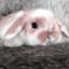 bunbunisnotafraid