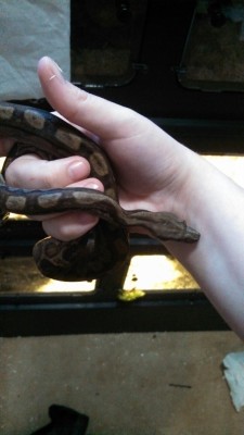 lotsofsnakes:  Fry says happy mothers day and thank you for the new cage