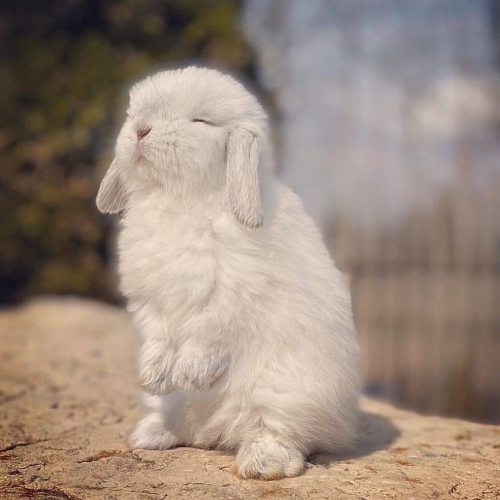 thesassybunnies:Sunny day  (via)