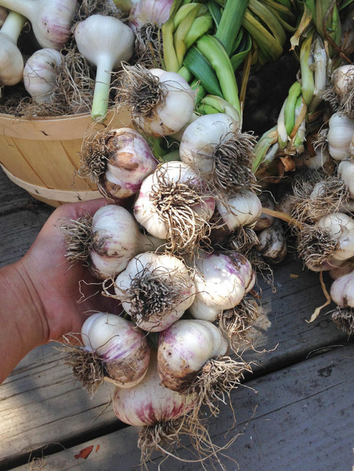 hqcreations:Mid-Summer Garlic Harvest!This has been our most successful garlic harvest to day. This 