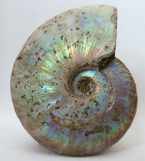 rockon-ro:Cleoniceras ammonites from the Albian stage of the Cretaceous from Madagascar. 150 million