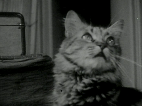 qpulm: The Private Life of a Cat (Alexander Hammid and Maya Deren, 1944) “This film is dedicated to 