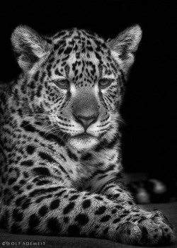 llbwwb:  jaguar cub (by Wolf Ademeit) 