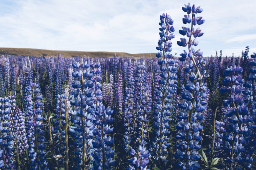 earthlyenergy:   ☮☯wanderlust☯☮   