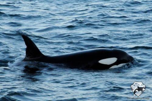 icelandic-orca: Vendetta (SN069) has made her return to Iceland from Scotland taking almost her whol