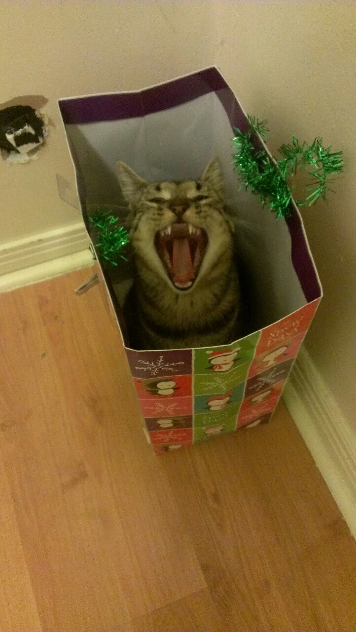 derpycats