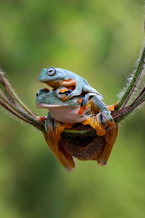 rosiesdreams:“He ain’t heavy he’s my brother” .. Flying Tree Frogs.. By © Hermon Menks