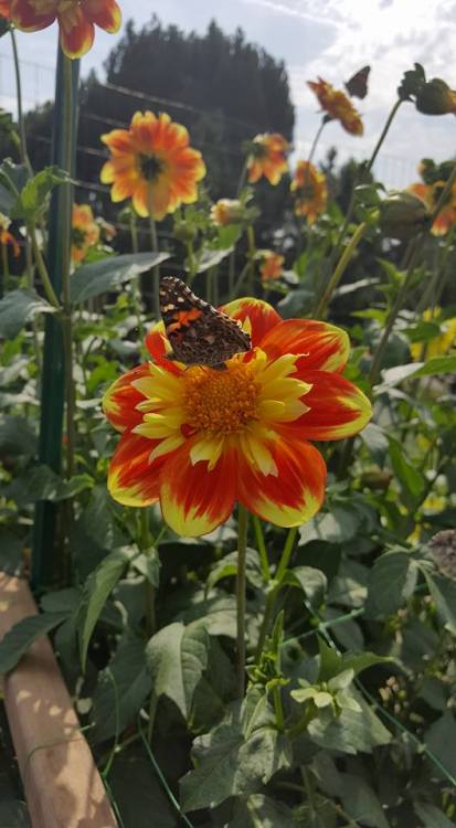 Minnesota Landscape Arboretum | September 14th, 2017