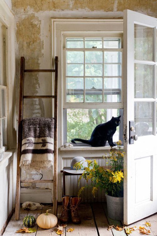ollebosse:    Window Cats  