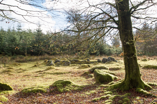 stephenearp:One of the bronze age hut circles at Frenworthy. Lots of them around here.