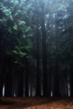 woodendreams:  (by will whitefield) 