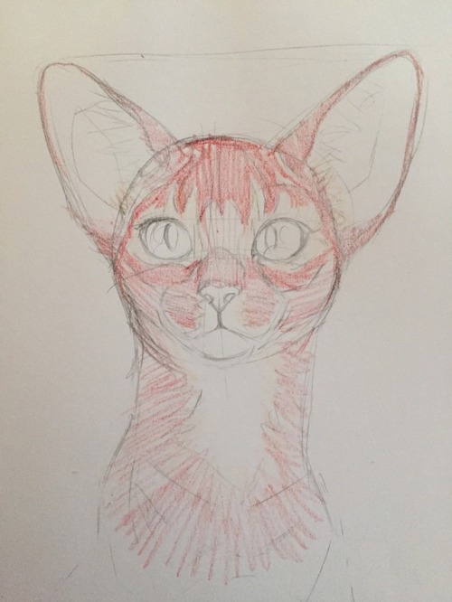 meow286: i drew this for a a step by step of how i draw w crayola crayons :3