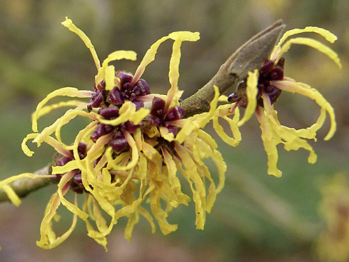 Hamamelis japonicaJapanese Witch-Hazel(via)