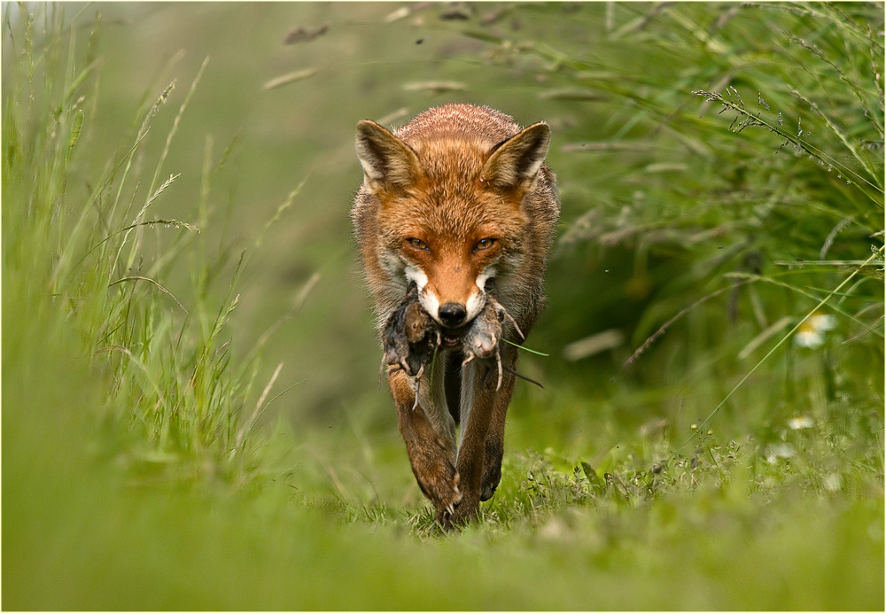 llbwwb:   The tunnel through the grass by Ingrid Lamour 