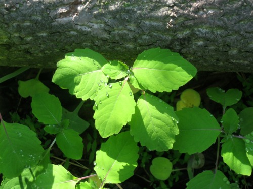 The wood after rain: jewelweed bejeweled.I guess that’s how it got its name.