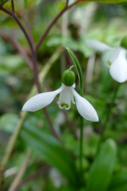 A snowdrop in my garden in February 2019