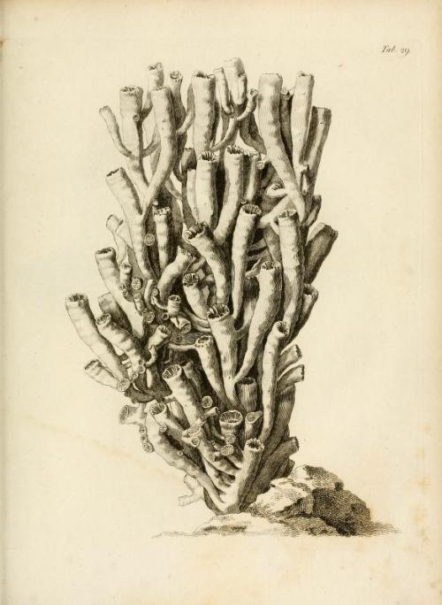 darksilenceinsuburbia:  Lamouroux, M. (Jean Vincent Félix), 1779-1825 : Exposition méthodique des genres de l'ordre des polypiers : avec leur description et celle des principales espèces  