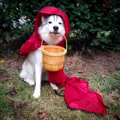 whitefangsandwildhowls: Not a wolf….just a small child on the way to bring goodies to grandma