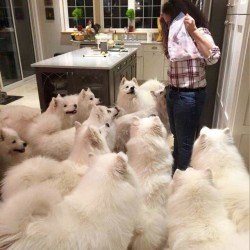 hahanicholexo:  I think I found a photo of what my dreams look like ☁️☁️☁️ omg Samoyed heaven 