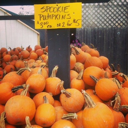 “Spookie” (at Fink’s Country Farm)