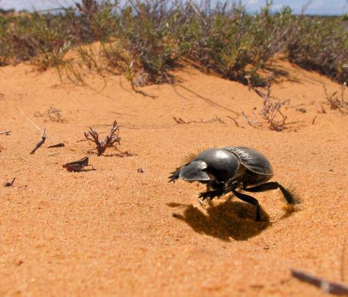 discoverynews:
“ via Physorg.com:
“ “This species of Pachysoma grabs bits of poo and gallops forward with it. That is really odd.” ”
I think I’m in love with that beetle.
”