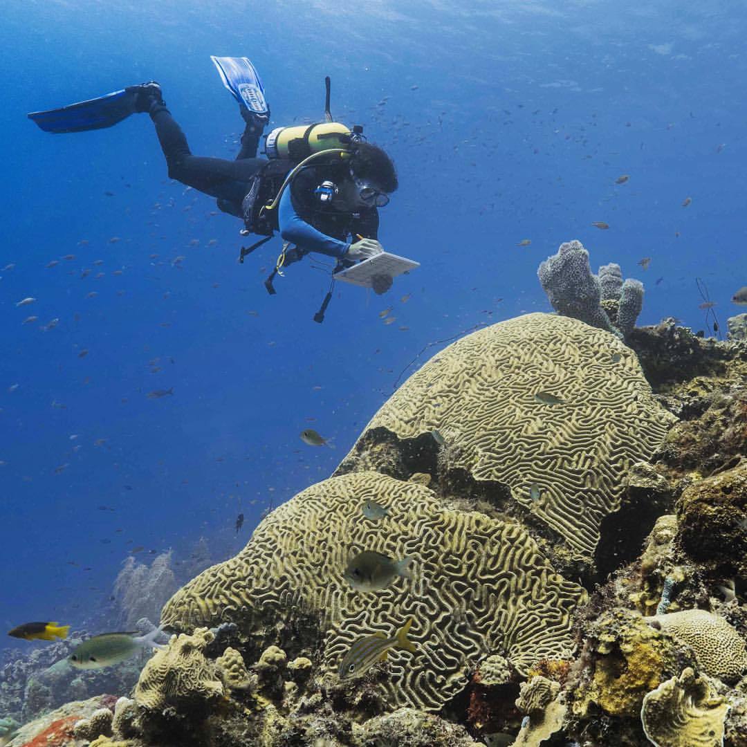 Every day, our #scientists do multiple dives looking at #coral, algae, and #fish around Curaçao. Here, Scott Miller is busy counting reef fish… Looks like lots more chromis on this one! [📷 @thejoelepore] #science #CuracaoExpedition2015 #Curacao...