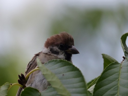 スズメ　Eurasian tree sparrowTown Sparrow ～ 街のすずめ　ArchiveTown Birds ～ 街の鳥  Archive